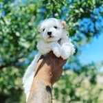 Kore Kan Hattı Bebek Yuz Disi Maltese Terrier Yavrusu