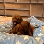 Avuc Icine Sıgan Kızıl Mucizeler Kore Toy Poodle Yavruları
