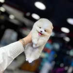 Ankarada Pomeranian Boo Icin Ilk Bizi Arayın