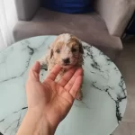 Ankara Mamak Toy Poodle Yavrusu Minyatur Karakter