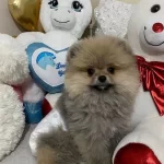 Tedy Face Pomeranian Boo Sosyal Ve Enerjik Erkek