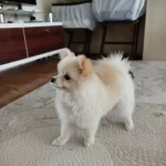 9 Aylık Pomeranian Boo Kucuk Irk Erkek Kopek