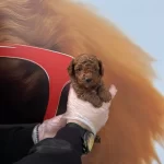 Zeki Ve Tuy Dokmeyen Gercek Toy Poodle Yavrularımız