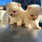 Orjinal Pomeranian Boo Yabrularımız