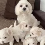 Turkiyenin En güzel Maltese Bebekleri