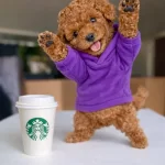 Toy Poodle Sosyal Ortamın Yeni Yıldızı