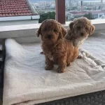 Ipeksi Kızıl Maltipoo Yavruları