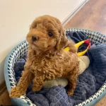Izmir Bornova Safkan Toy Poodle Yavruları