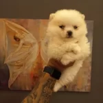 Safkan Pomeranian Boo Yavruları