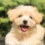 Evinize Neşe Katacak Safkan Maltipoo Yavruları