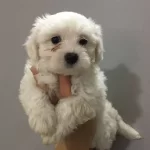 Safkan Maltese Terrier Yavruları
