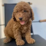 Kıvırcık tüy Yapısıyla One Cıkan Akıllı Safkan Toy Poodle