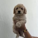 Egitilebilir Akıllı Maltipoo Yavruları tüy Dokmez