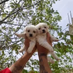 Ev Hayatına Uyumlu Safkan Maltese Terrier Yavruları