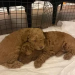 Kıvırcık Ve Yumusak tüy Yapısıyla Toy Poodle Yavruları