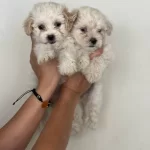 Safkan Maltipoo Yavruları Ile Evinize Neşe Katın