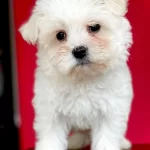 Safkan Maltese Terrier Yavruları Ile Hayatınıza Neşe Katın