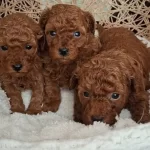 Avuc Ici Kadar Mutluluk Kore Kan Hattı Micro Toy Poodle