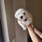 Papyonlu Aristokrat Erkek Maltese Terrier