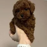 Ev Ortamında Buyumus Safkan Kahve Toy Poodle Yavrusu