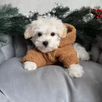 Evinizin Yeni Nesesi Safkan Ab Pasaportlu Maltese Terrier