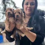 Avuca Sıgan Kıvırcık Neşe Toy Poodle Yavruları