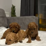 Red Brown Toy Poodle Yavrularımız