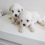 Ankara Cankaya Mukemmel Kalitede Minik Maltese Terrier