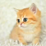 Golden Ny11 British Shorthair Yavrumuz