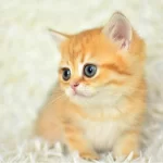 Golden Ny11 Bri Ti Sh Shorthai R Yavrumuz