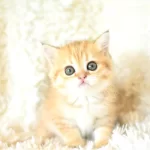 Şampiyon Soyundan Golden Ny11 British Shorthair