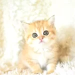 Sampiyon Soyundan Golden Ny11 British Shorthair