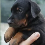 Satılık King Doberman Yavruları