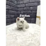 SHOW CLASS BRİTİSH SHORTHAİR