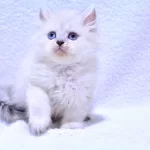 MUHTEŞEM GÜZELLİKTE SİLVER NS1133 BRİTİSH LONGHAİR