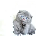Muhteşem Top Kafa Gri Scottish Fold