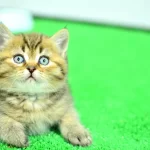 Muhtesem Guzellikte Ny24 Golden British