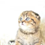Top Kafa Ny24 Golden Scottish Fold