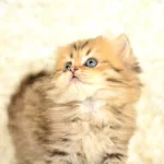 Show Kalitede Golden Ny25 British Longhair