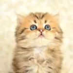 Show Kalitede Golden Ny25 British Longhair