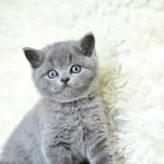 Muhteşem Güzel Gri British Shorthair Yavrumuz