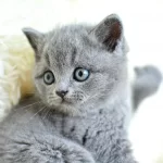 Muhtesem Guzellikte Gri British