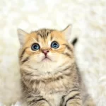 Black Golden Ny24 British Yavrumuz