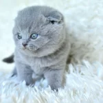 Muhteşem Top Kafa Gri Scottish Fold Yavrumuz