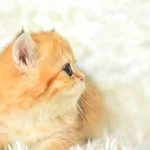 Golden Rengi En Güzel Tonu Ny11 British Shorthair