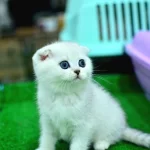 Yok Böyle Güzellikte Silver Scottish Fold