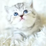 Kalitede Silver Ns24 British Shorthair