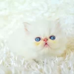 İdda Ediyoruz Tr de En İyi İran Persian Yavrusu