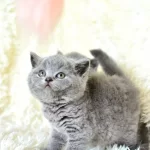Show Guzelikte Gri British Shorthair Yavrumuz