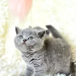 Show Güzeli Gri British Shorthair Yavrumuz